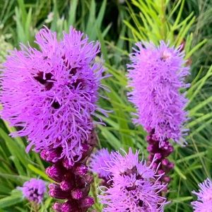 Meet your Posher, Roseanne